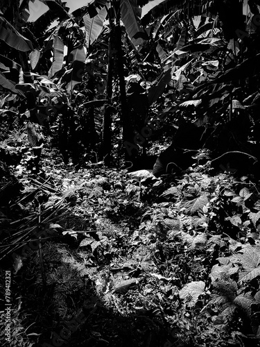 banana tree in the middle of a teak forest in black and white