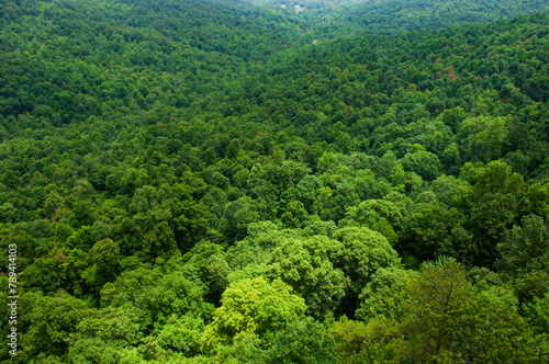 Green treetops of a cove in Tennessee's Cumberland Plateau photo