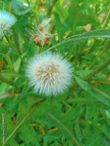 dandelion head