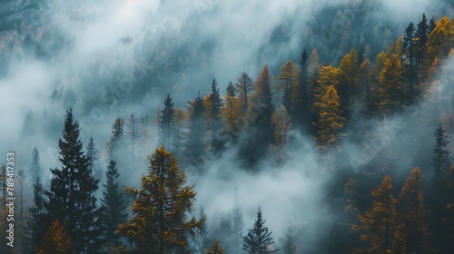 Foggy forest landscape with a variety of tree types. The scene is shrouded in mist, creating a sense of mystery and tranquility.