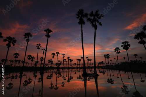 Sugar palm tree or Toddy palm field in morning beautiful sunrise at Sam Khok district Pathum Thani province of Thailand.