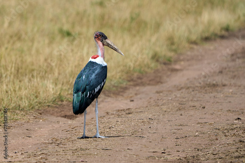 Marabou stork bird standing on a path
