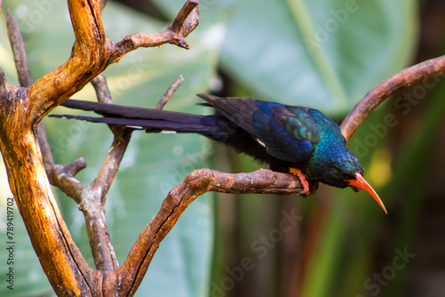 A metallic green and black wood Hoopoe perched on dead branches in a suburban garden in Johannesburg, South Africa. photo