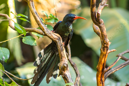 A Green Wood hoopoe, Phoeniculus purpureus, with its tail spread wide, perched among dead branches in the sun in a suburban garden in Johannesburg, South Africa. photo