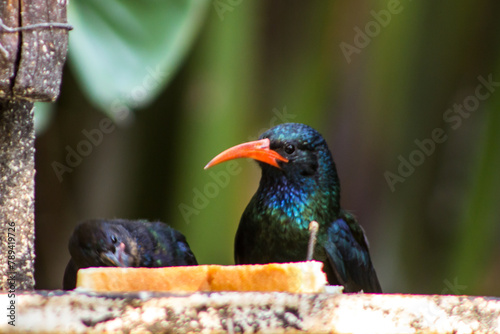 Head view of a green wood Hoopoe, Phoeniculus purpureus, with a young, at a bird feeder in a suburban Garden in Johannesburg South Africa. photo