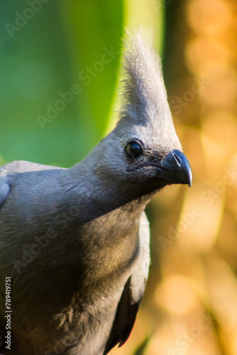 View of the head of a Grey go-away-bird, Crinifer concolor, with its iconic crest photo
