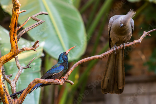 A grey loerie and the shiny metallic-green-black, Green Wood hoopoe looking at each other in a suburban Garden in Johannesburg South Africa photo