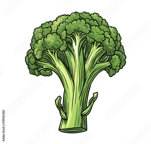 Broccoli Gemüse Isoliert Frisch Brokkoli Gesund Vektor photo