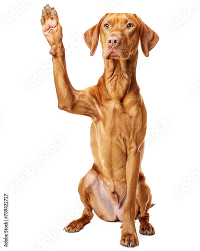 Vizsla dog giving high five isolated on transparent background