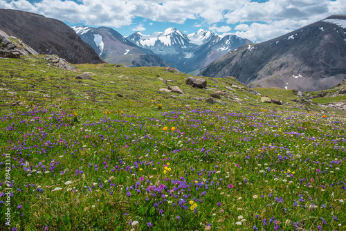 Colorful flowers on sunlit meadow with view to three large snow peaked tops. Scenic landscape with vivid flowering in alpine valley against few big snowy pointy peaks far away. Lovely vast scenery.
