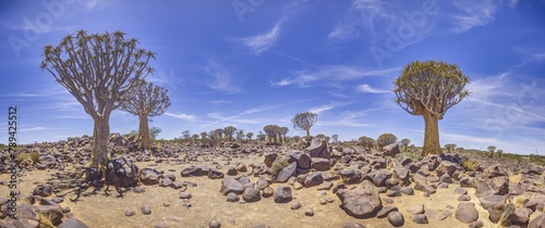Panoramic picture of a quiver tree in the quiver tree forest near Keetmanshoop in southern Namibia photo