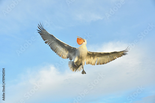 Fliegender Pelikan © Christian