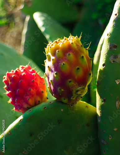 Close up of prickly pear fruit.