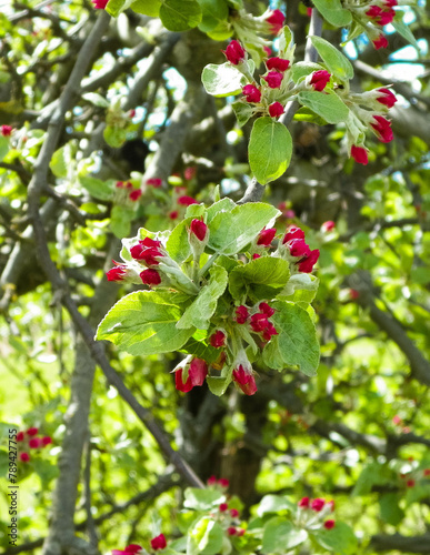 Apple flowers on tree.