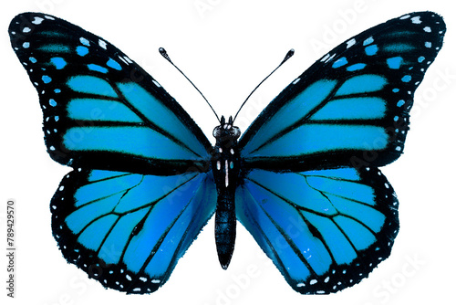Canvas Print Vintage Common Blue butterfly illustration design element