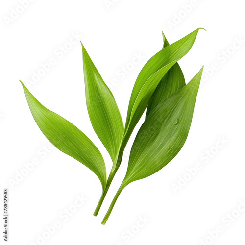 a green leaf of commelina diffusa grass SVG on transparent background