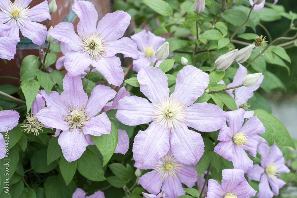 Naklejka premium Beautiful Clematis flowers.