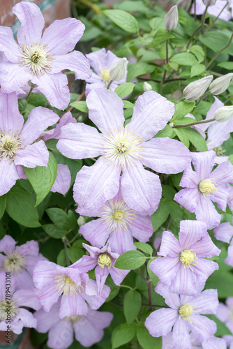 Beautiful Clematis flowers.