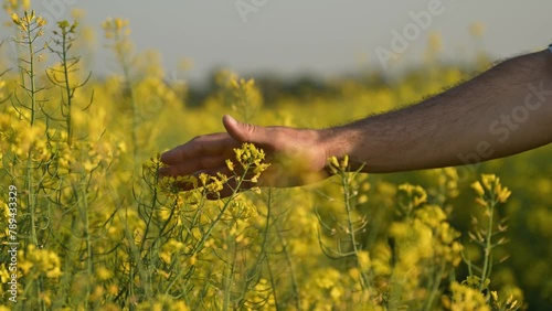 Closeup of male farmer hand examining oilseed rape crops in bloom
