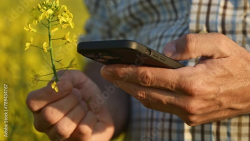 Farmer agronomist using smartphone in blooming canola field