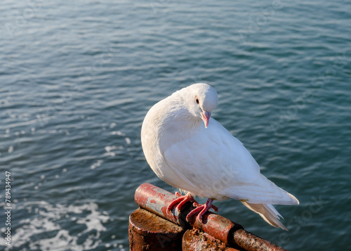 A white pigeon sits on a fence against the background of the sea