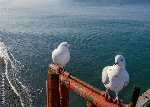 White pigeons sit on a fence against the background of the sea