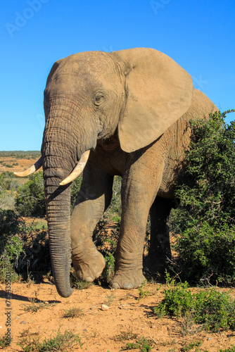 African Elefants