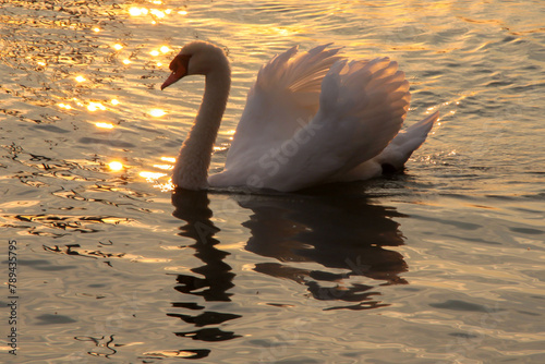 White Swan