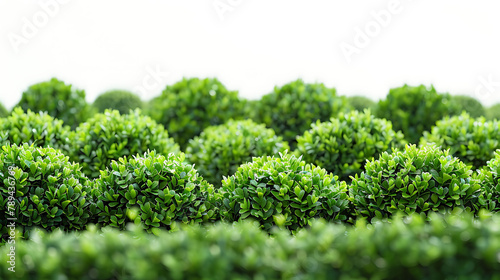 Green Garden Shrubs on White Background