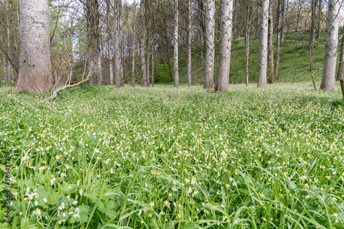 Wild Garlic - Wild Onion plants in flower in the Scottish Borders