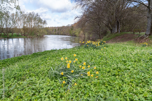 Daffodils growing on the bank of the River Teviot during spring in the  Scottish Borders