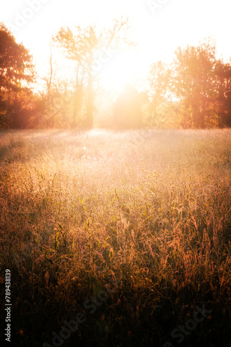 Early morning sunshine lighting up the grasses and corn in a meadow in the Dordogne region of France