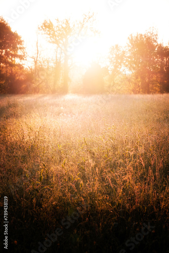 Early morning sunshine lighting up the grasses and corn in a meadow in the Dordogne region of France photo