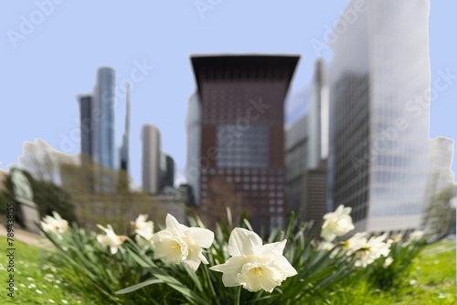 White flowers in front of the blurred Frankfurt skyline © Aquarius