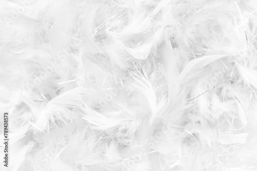 close up of white feathers detail  background