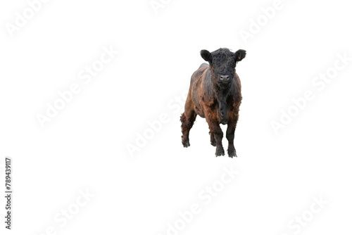 Young brown Scottish highland cow without horns. Isolated.
