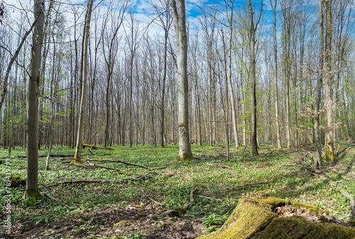 Picture in a marshy forest in spring