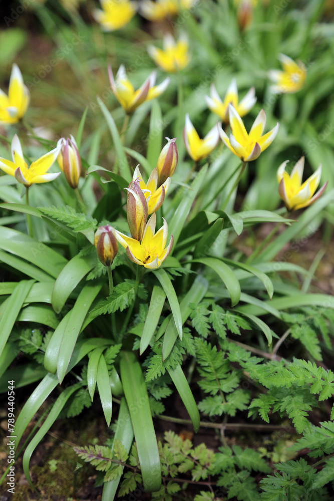 Cluster of Iran Tulip flowers, Derbyshire England
Cluster of Iran Tulip flowers, Derbyshire England