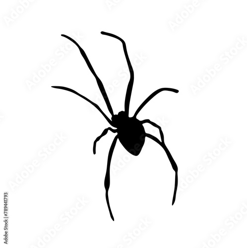 Vector isolated big black spider colorless black and white outline silhouette shadow shape stencil solid black © MariMuz
