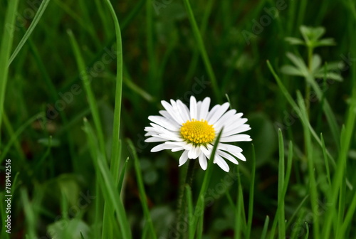 Einzelnes Gänseblümchen im grünen Gras © christiane65