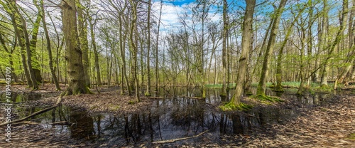 Picture in a marshy forest in spring © Aquarius
