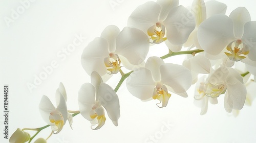 A close up of a white flower in a vase. Suitable for home decor