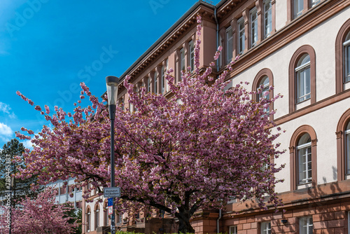Japanische Kirchbaumbl  te in der Marburger Altstadt