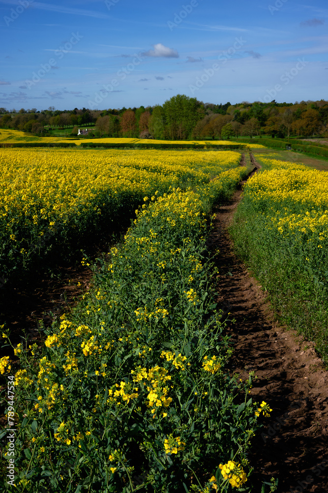 spring in the field spring in the field