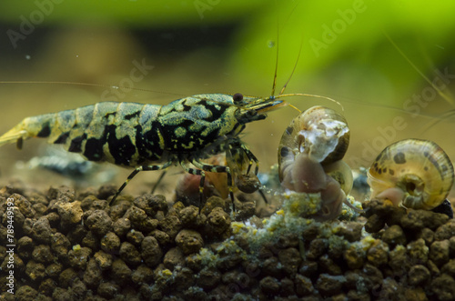 Krewetki Boa, Shrimps, Garnelen, Carindina, Krewetkarium, hodowla krewetek. photo