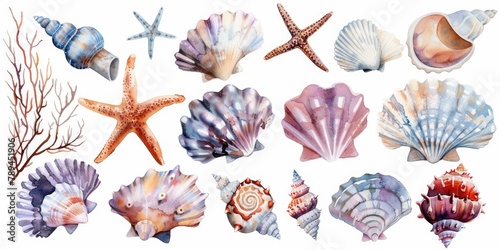 A variety of seashells and starfish on a white background. Ideal for beach-themed designs