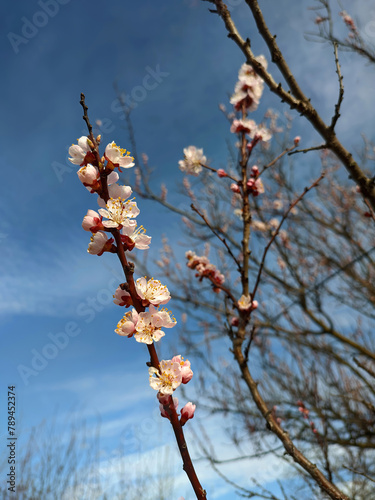 cherry blossom on a branch against the background of the sky