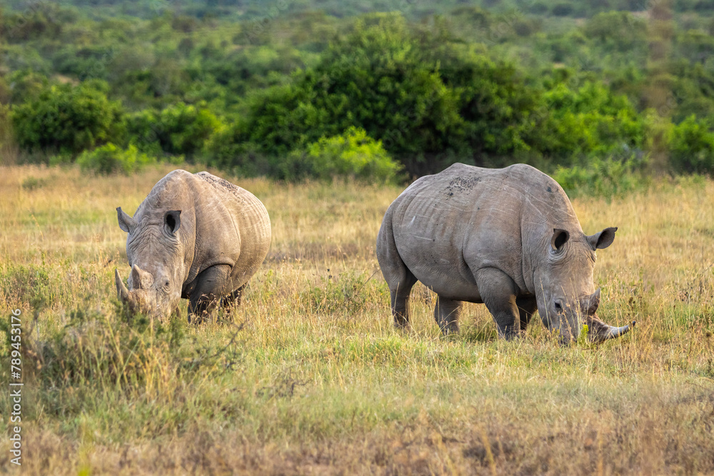 Two rhinoceroses peacefully forage among the grasslands of Africa Two rhinoceroses peacefully forage among the grasslands of Africa