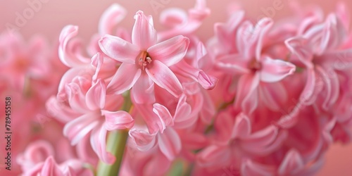 Close-up of pink flowers in a vase  suitable for floral arrangements