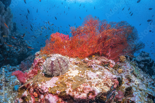 Beautiful sea fan coral reef and many fish photography in deep sea in scuba dive explore travel activity underwater with blue background landscape in Andaman Sea, Thailand © Sync